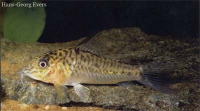 Corydoras sp. C95